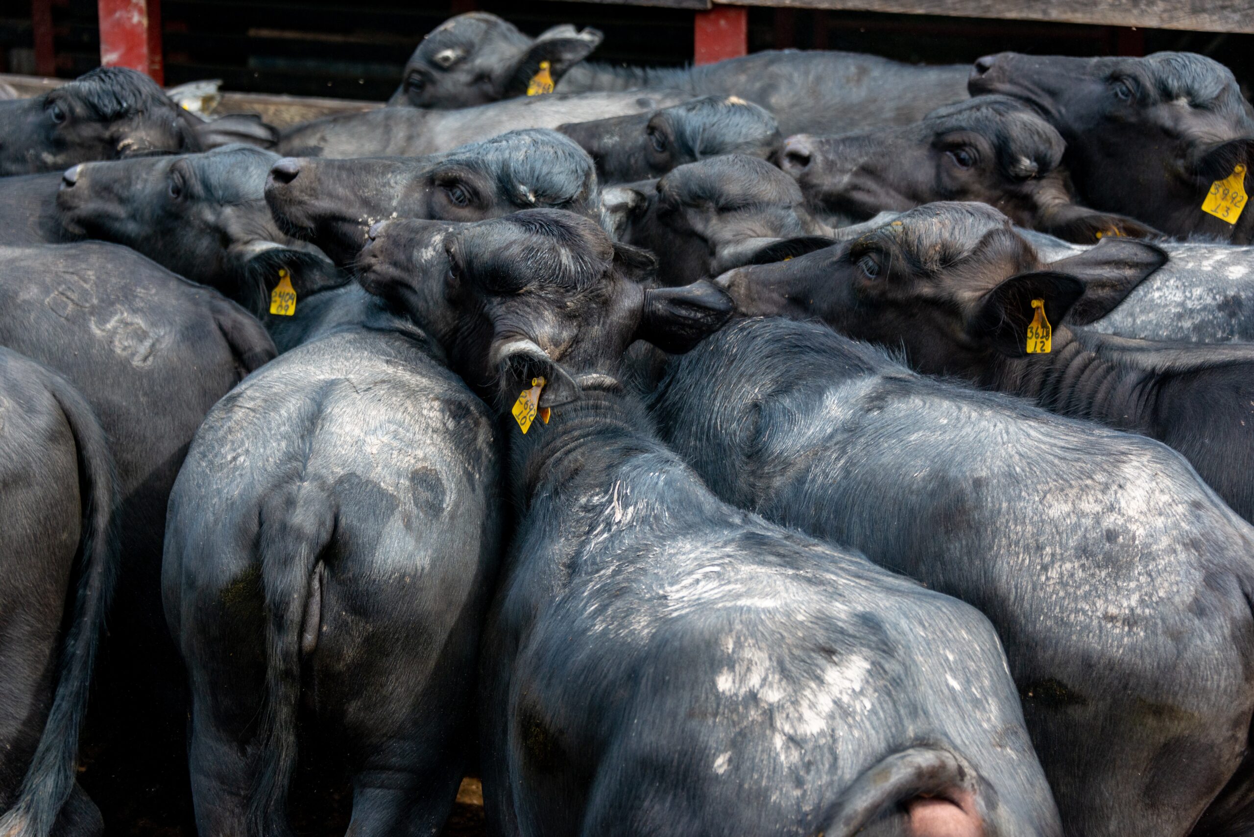 Animal Agriculture. Photo by Diego F. Parra from Pexels