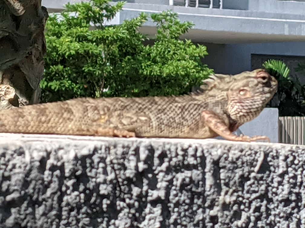 Urban Wildlife - Chameleon on the boundary wall