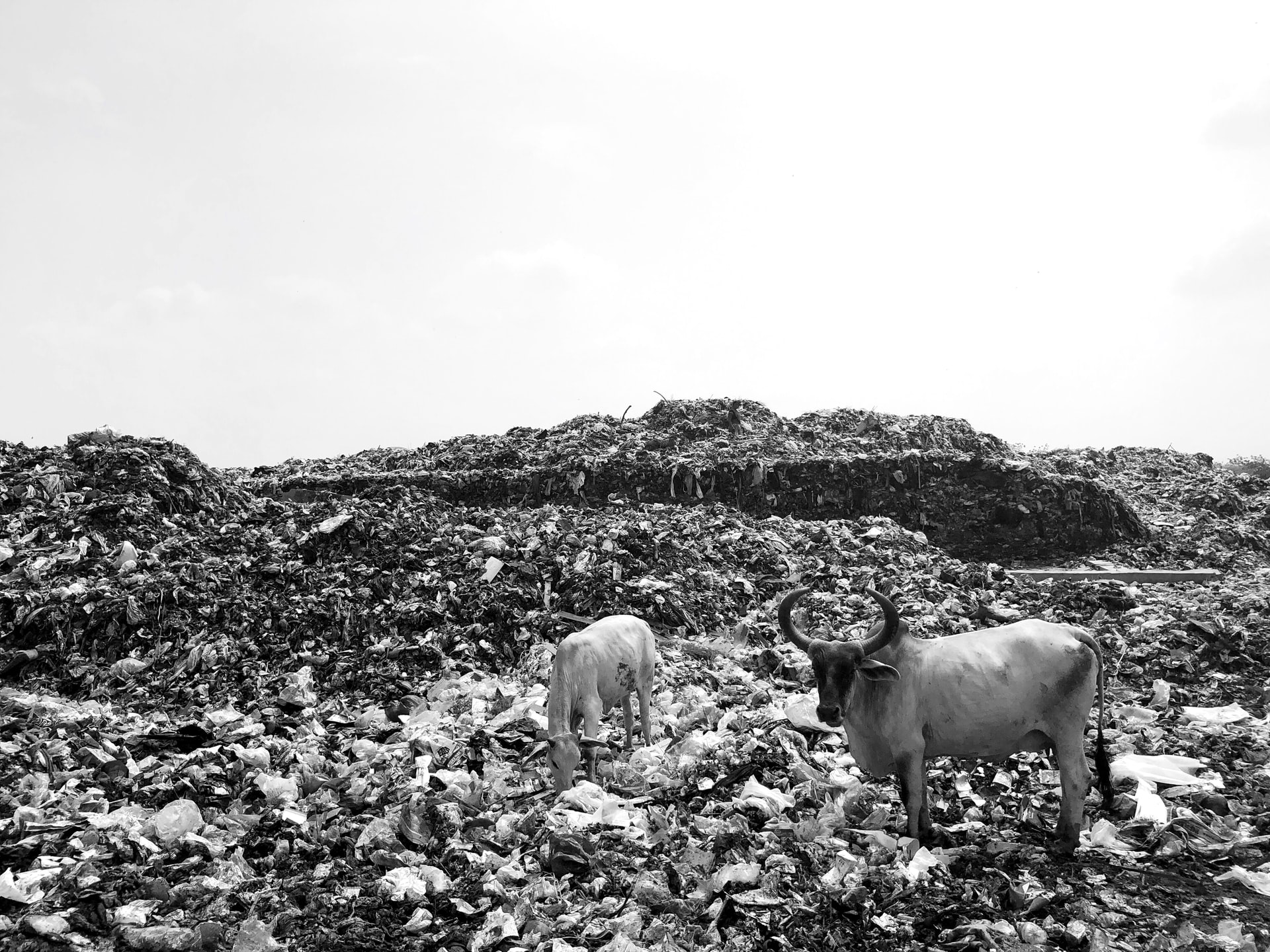 Cows feeding in a garbage dump